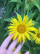 Image of Hooker's inula