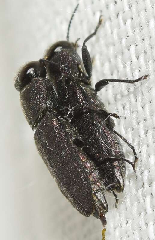 Image of Anthaxia sepulchralis (Fabricius 1801)
