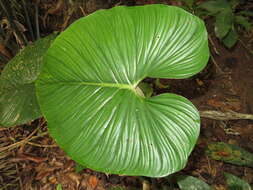 Image of Philodendron mamei André