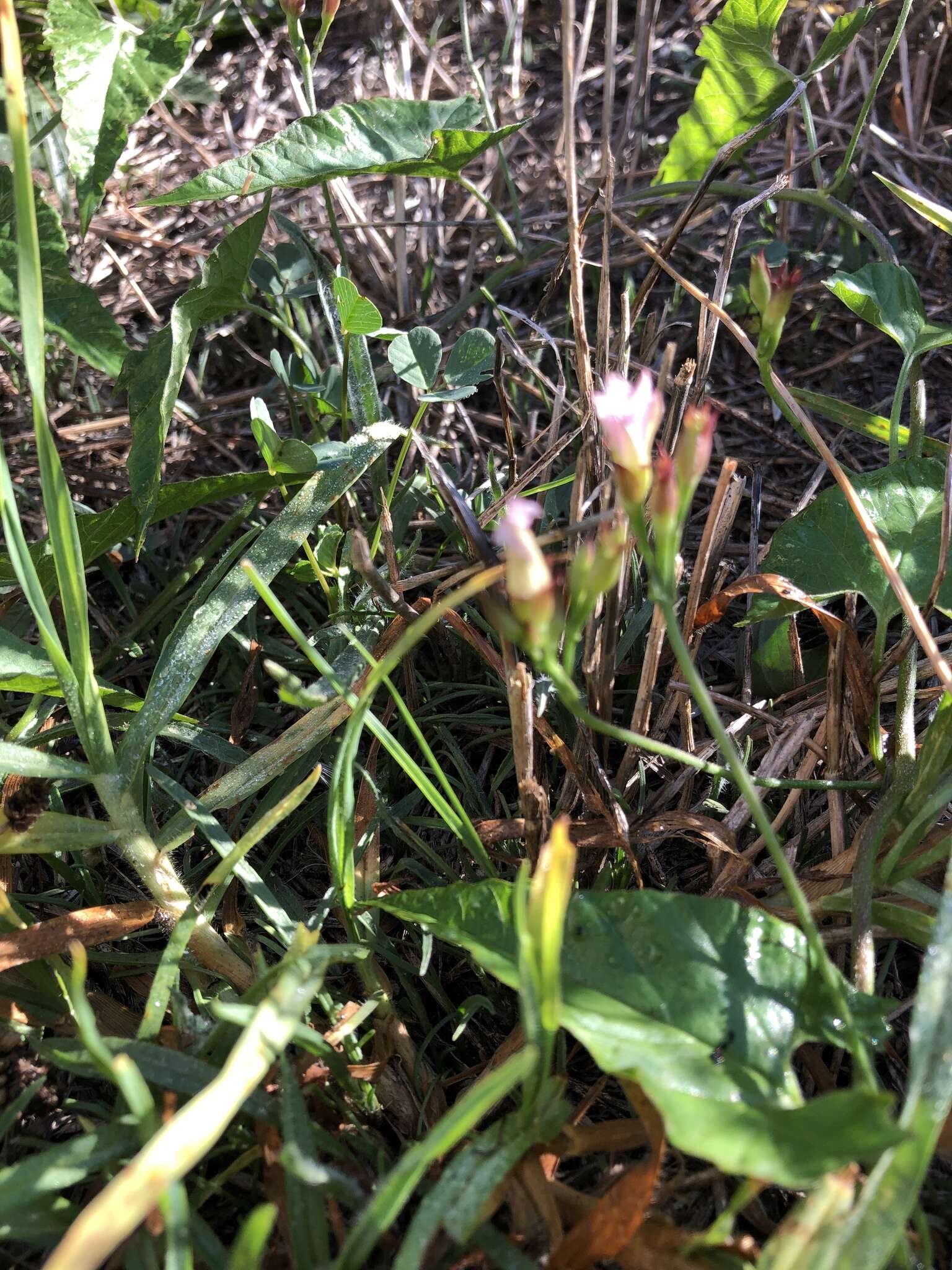 Image of Convolvulus farinosus L.