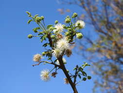 Image of Mimosa farinosa Griseb.