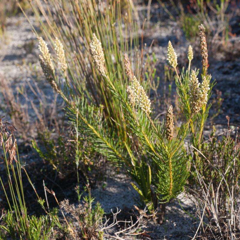 Image of Spatalla curvifolia Salisb.