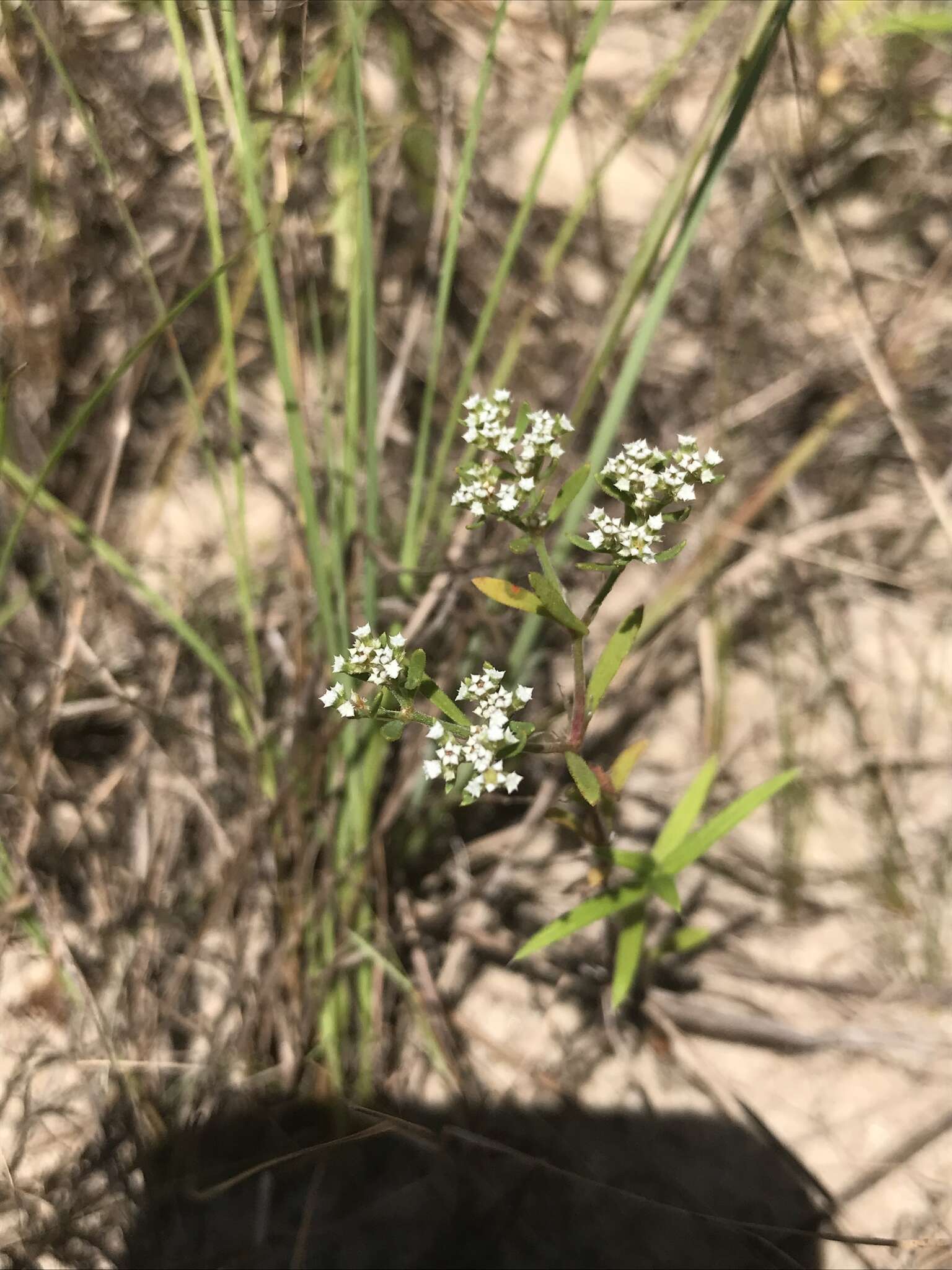 Sivun Paronychia drummondii Torr. & Gray kuva