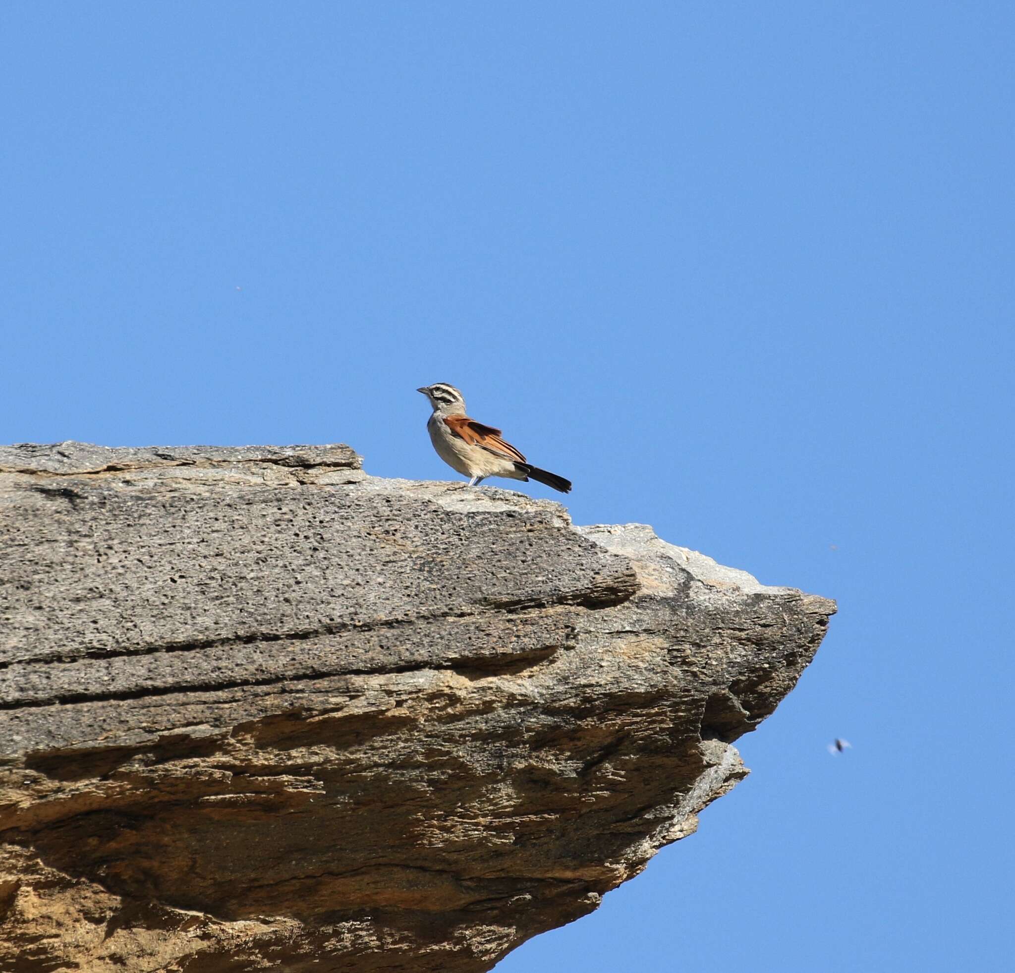 Image of Emberiza capensis bradfieldi (Roberts 1928)