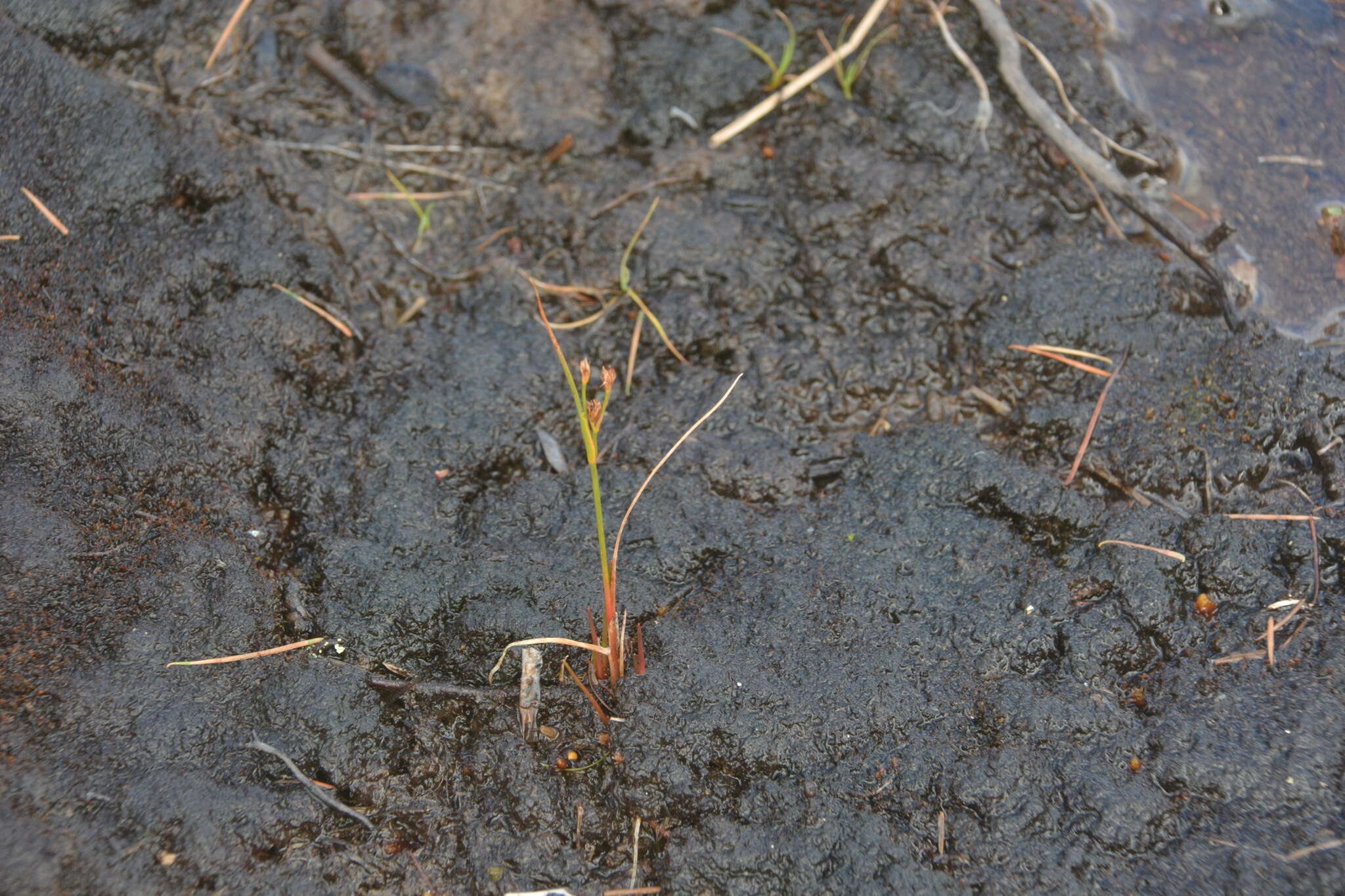 Слика од Juncus alpinoarticulatus Chaix