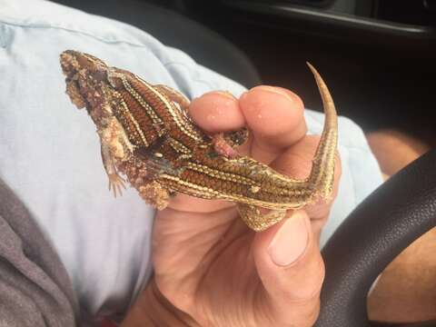 Image of Western three-striped skink