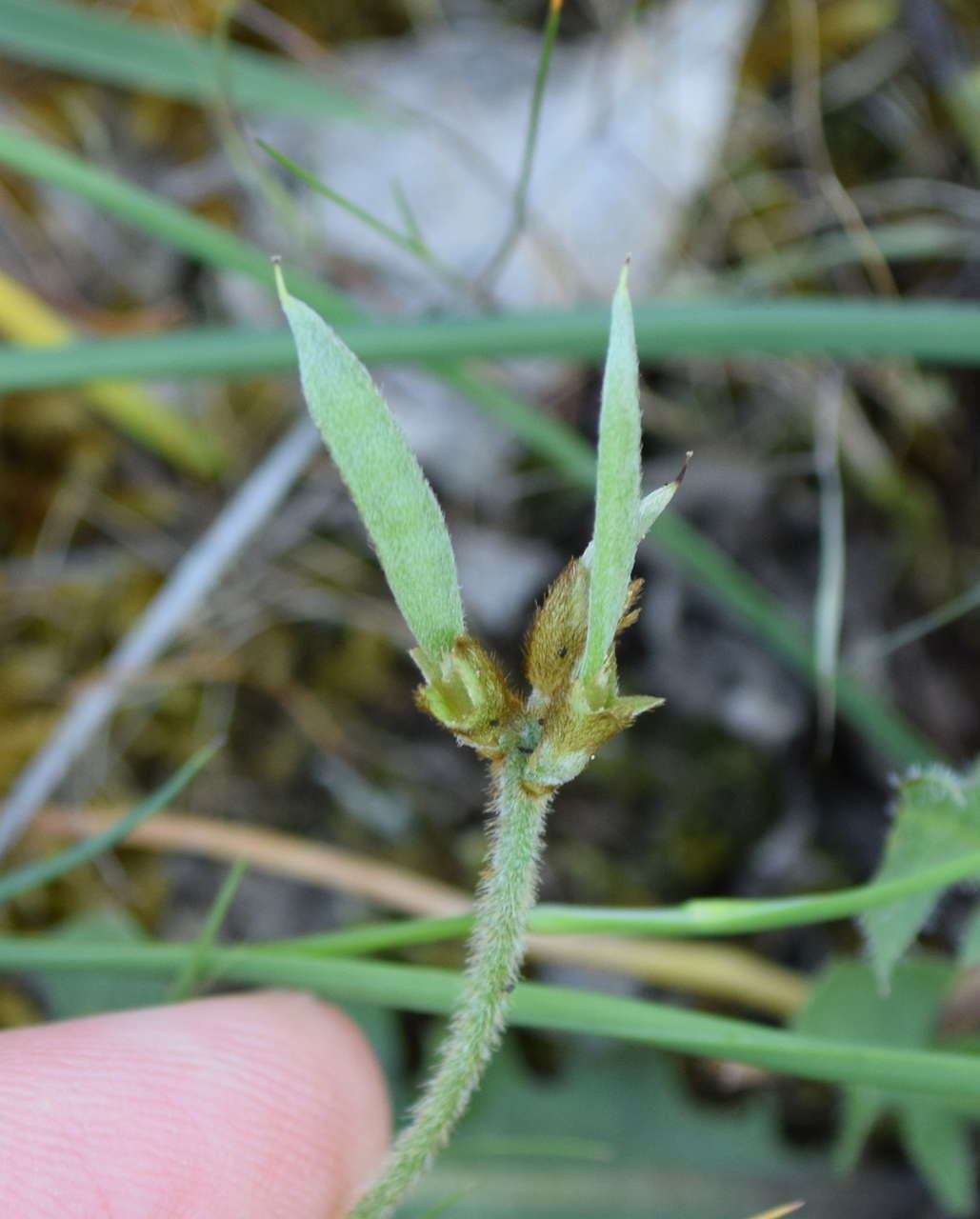 Imagem de Glycine latrobeana (Meissner) Benth.