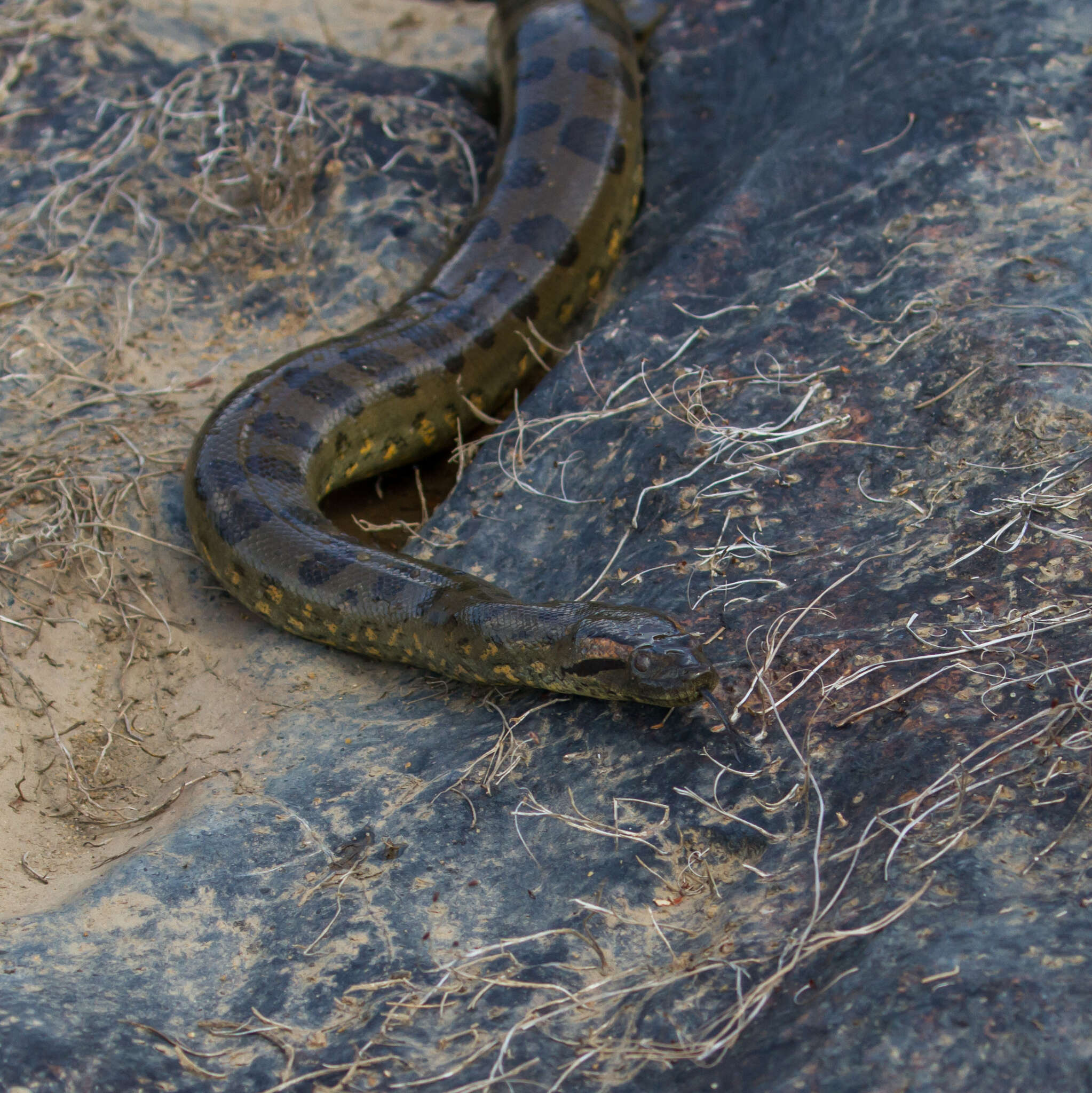Image of Green anaconda