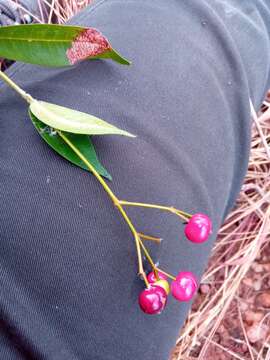 Image of Ixora emirnensis Baker