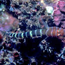 Image of Widebanded cleaning goby