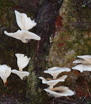 Image of Omphalotus nidiformis (Berk.) O. K. Mill. 1994