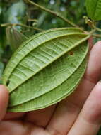 Plancia ëd Miconia cuspidatissima Pittier