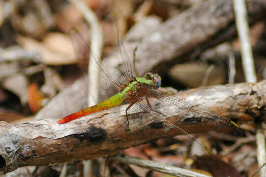 Image of Viridithemis Fraser 1960