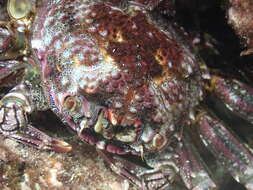 Image of scaly rock crab