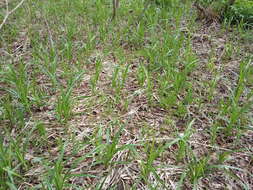 Imagem de Scirpus sylvaticus L.