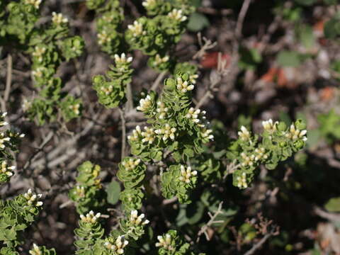 Imagem de Baccharis vernalis F. H. Hellwig