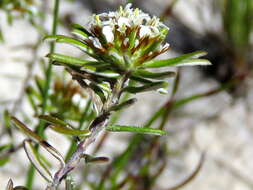 Image of Disparago laxifolia DC.