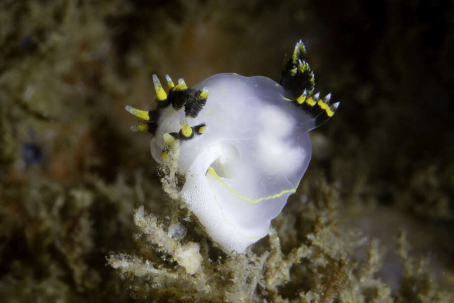 Image of Polycera tricolor Robilliard 1971