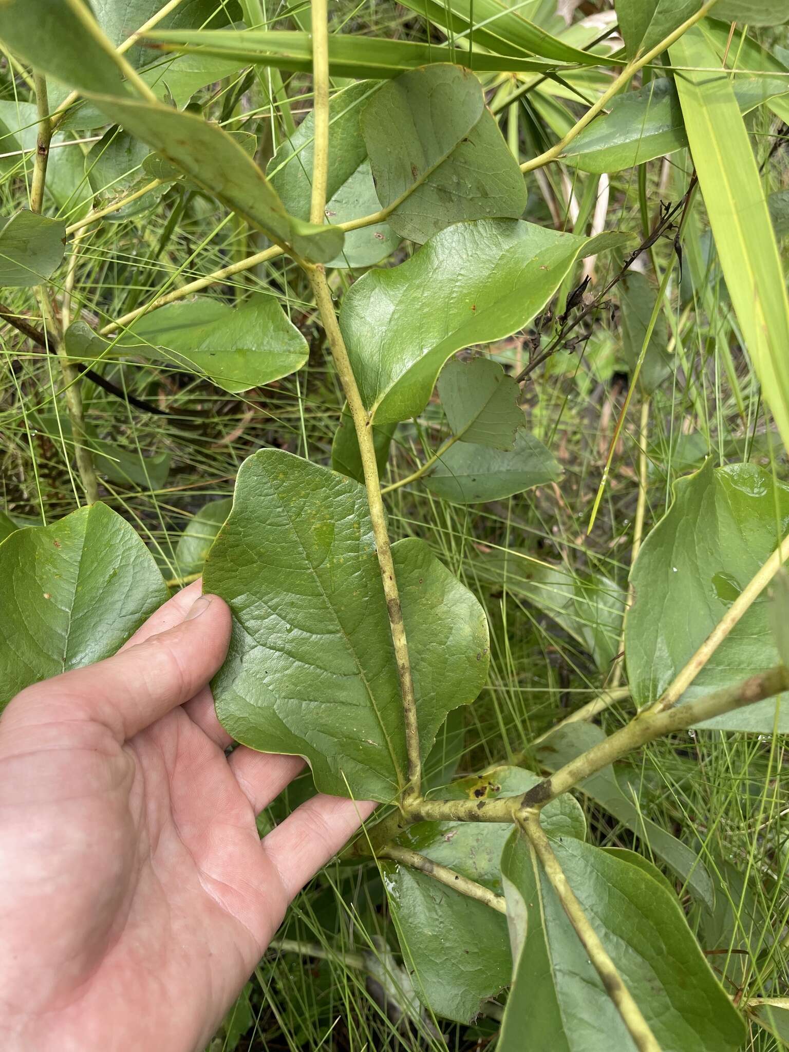 Слика од Baptisia simplicifolia Croom