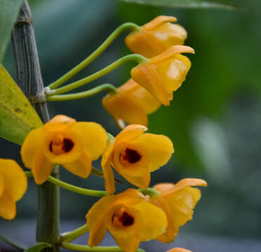 صورة Dendrobium chrysanthum Wall. ex Lindl.