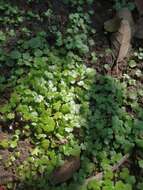 Image of lawn marshpennywort