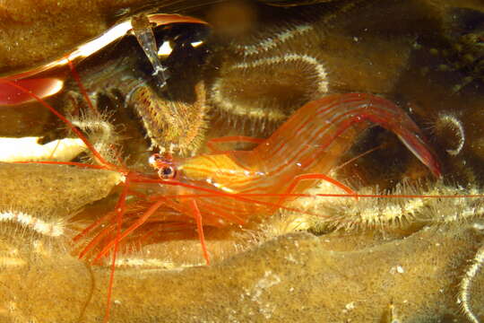 Image of Lysmata boggessi Rhyne & Lin 2006