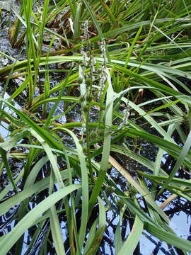 Image of Sparganium erectum subsp. neglectum (Beeby) K. Richt.