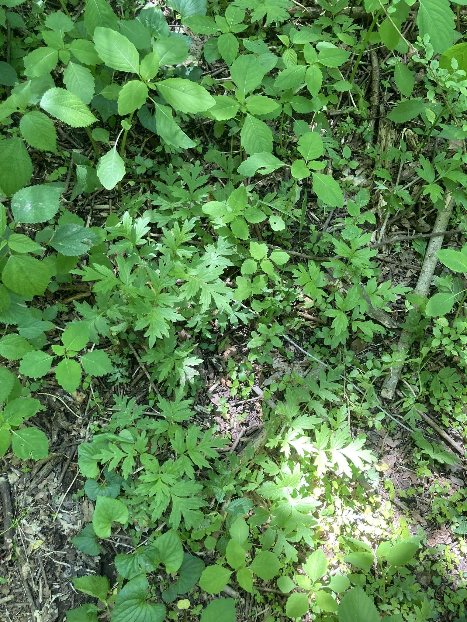 Image of Brown's waterleaf