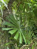 Image of Mangrove fan palm