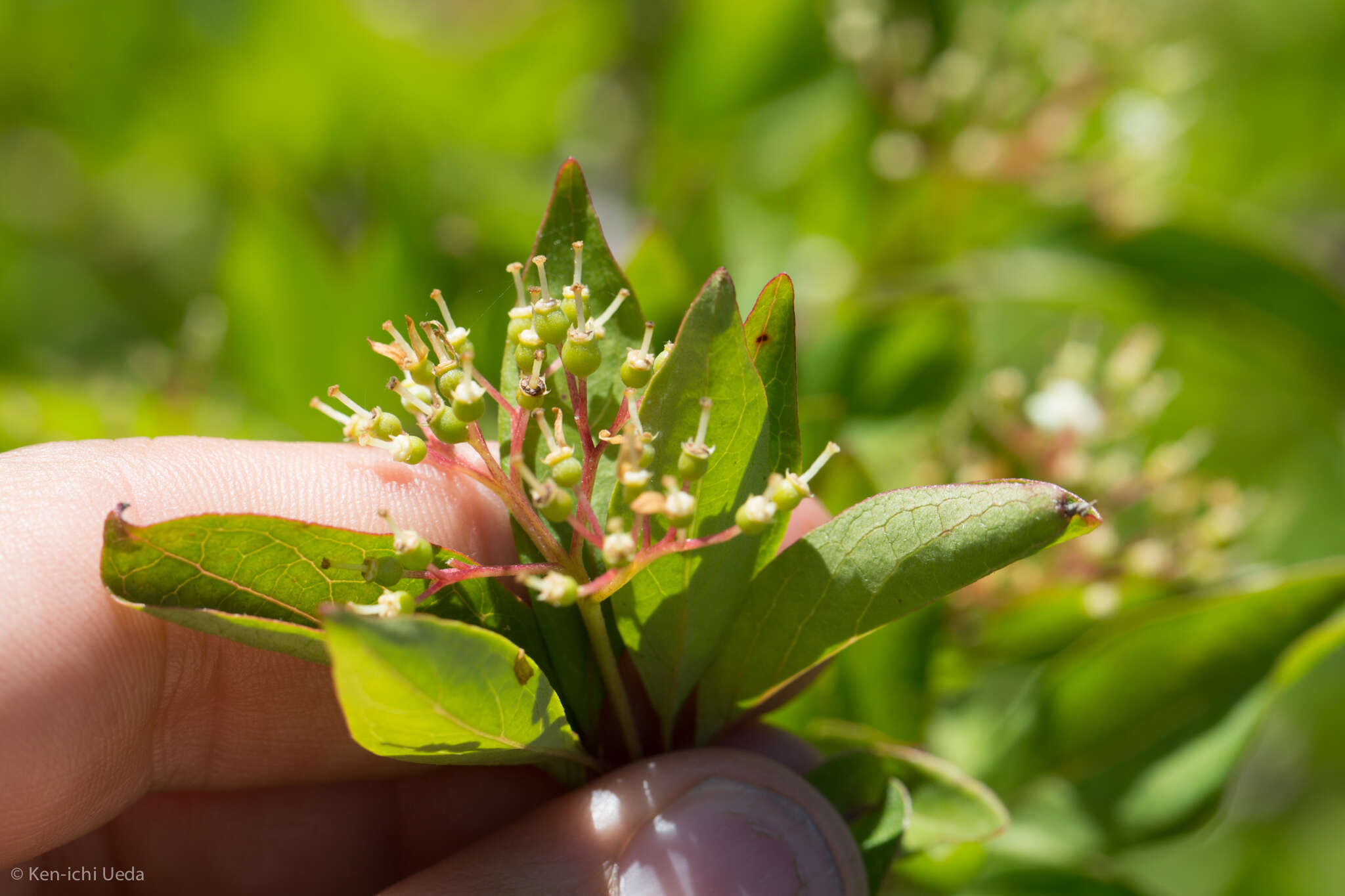 Image of brown dogwood