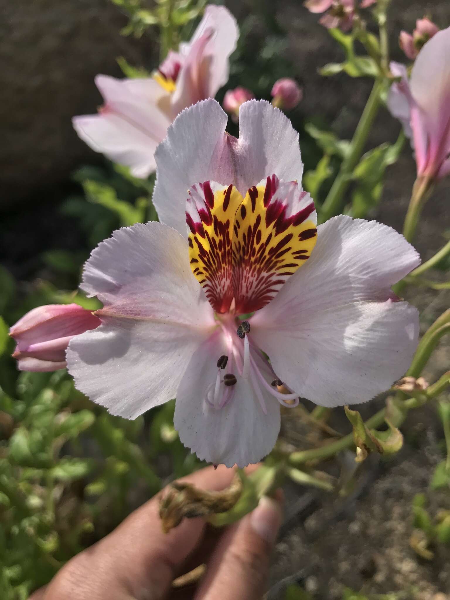 Image of Alstroemeria magnifica Herb.