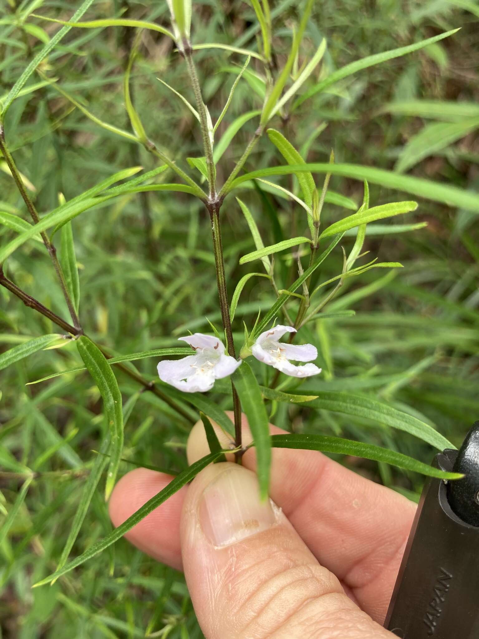 Image of Westringia blakeana B. Boivin