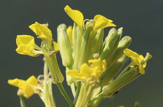 Image of diffuse wallflower