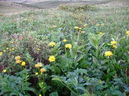 Слика од Doronicum altaicum Pall.