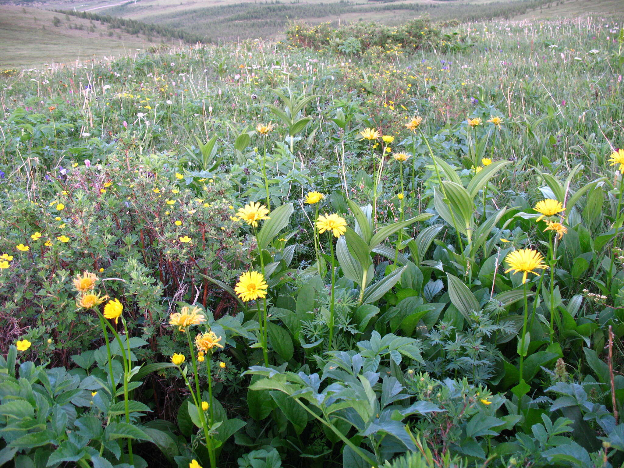 Image of Doronicum altaicum Pall.