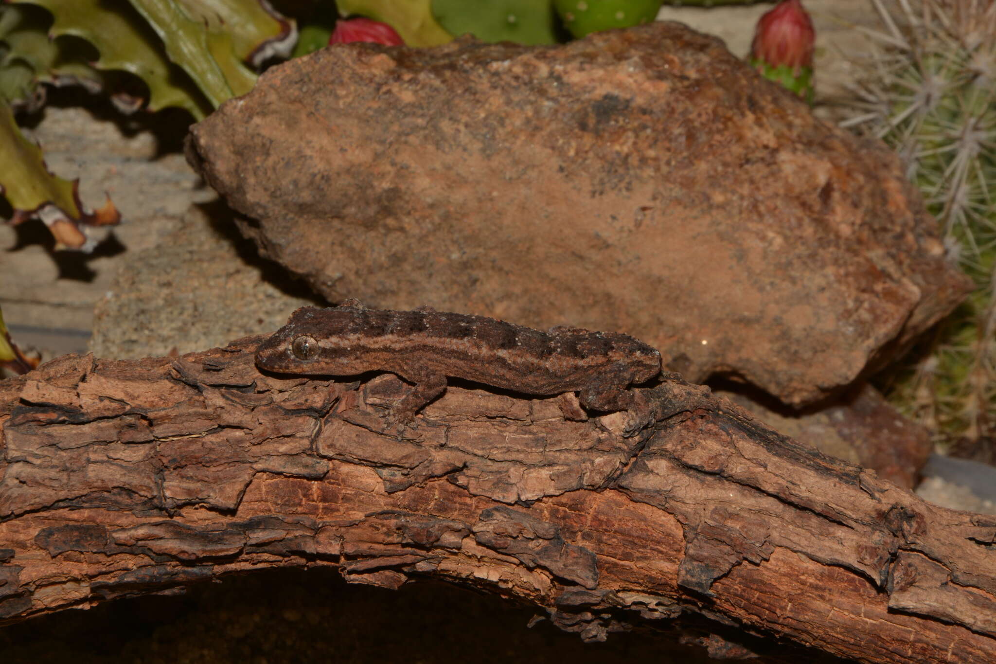 Image of Amaral's Brazilian Gecko