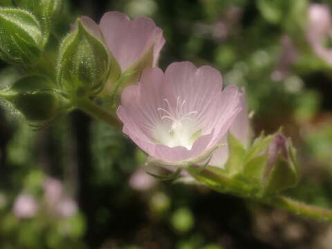 Image of Hickman's checkerbloom