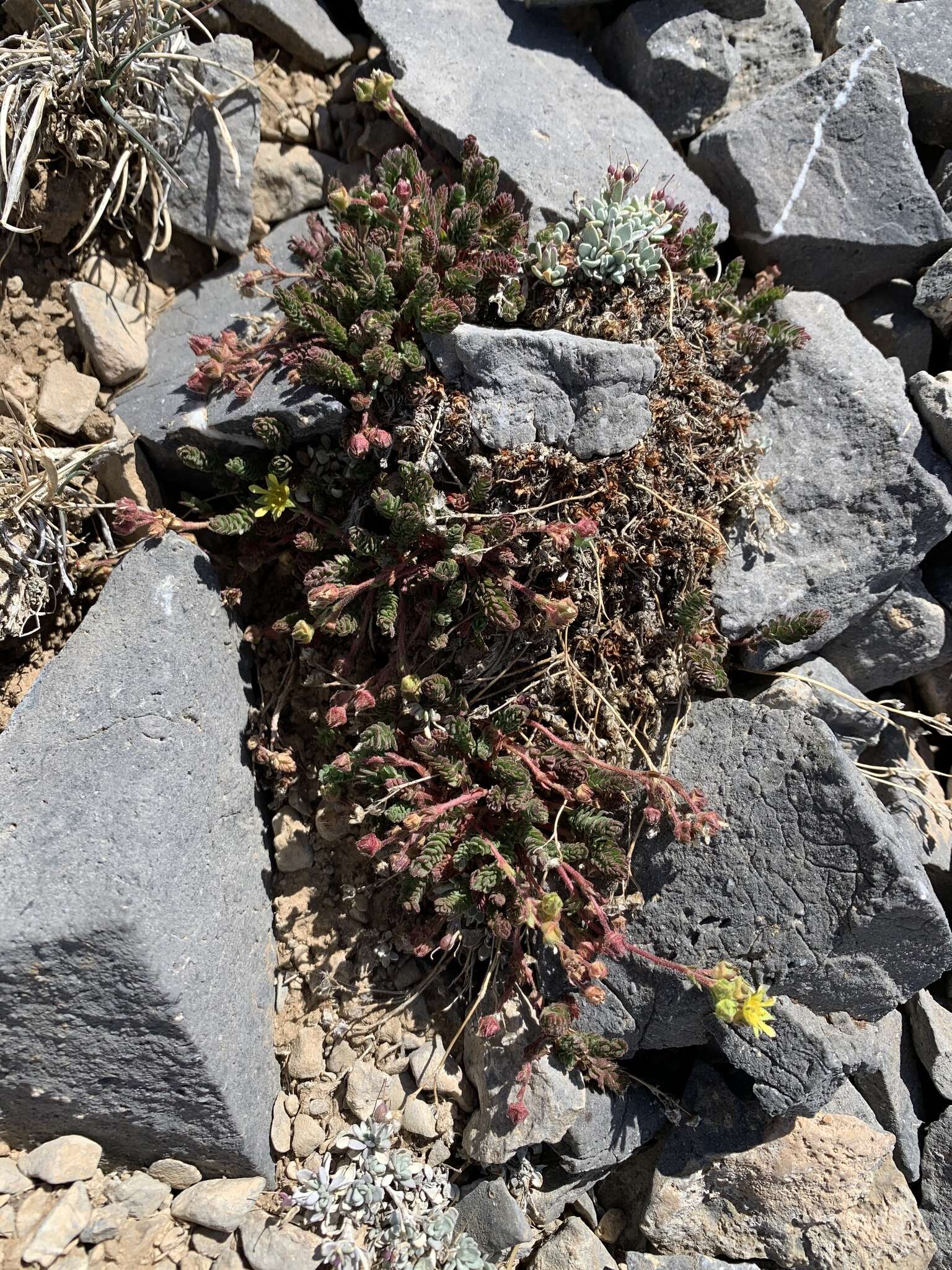 Ivesia cryptocaulis (Clokey) Keck的圖片