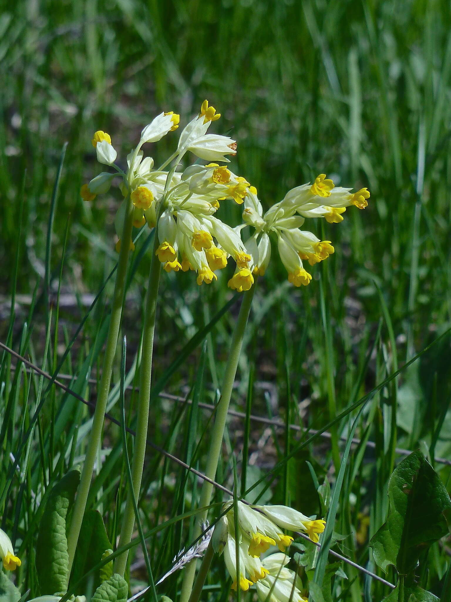 Image of Primula veris subsp. macrocalyx (Bunge) Lüdi