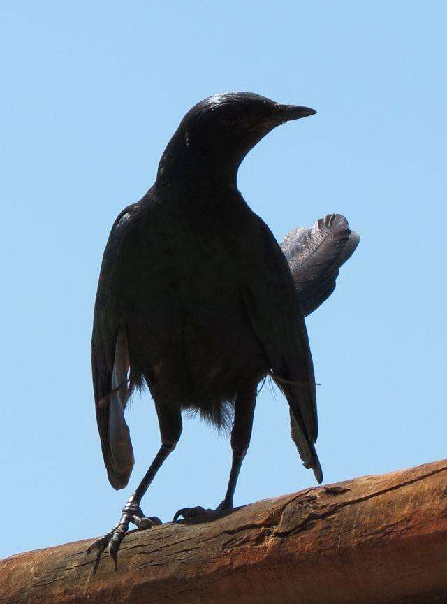 Image of Burchell's Glossy-Starling