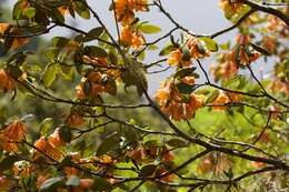 Imagem de Rhododendron cinnabarinum Hook. fil.