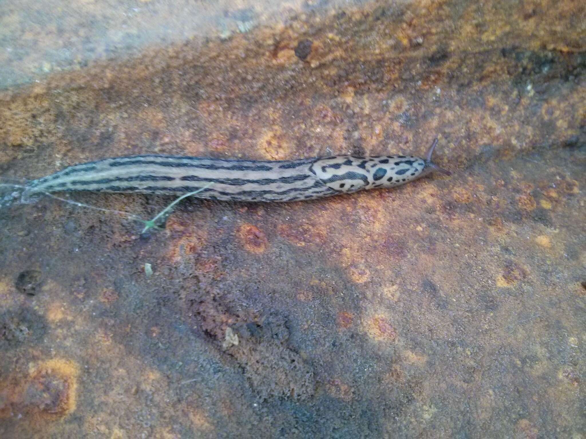 Image de Limax Linnaeus 1758