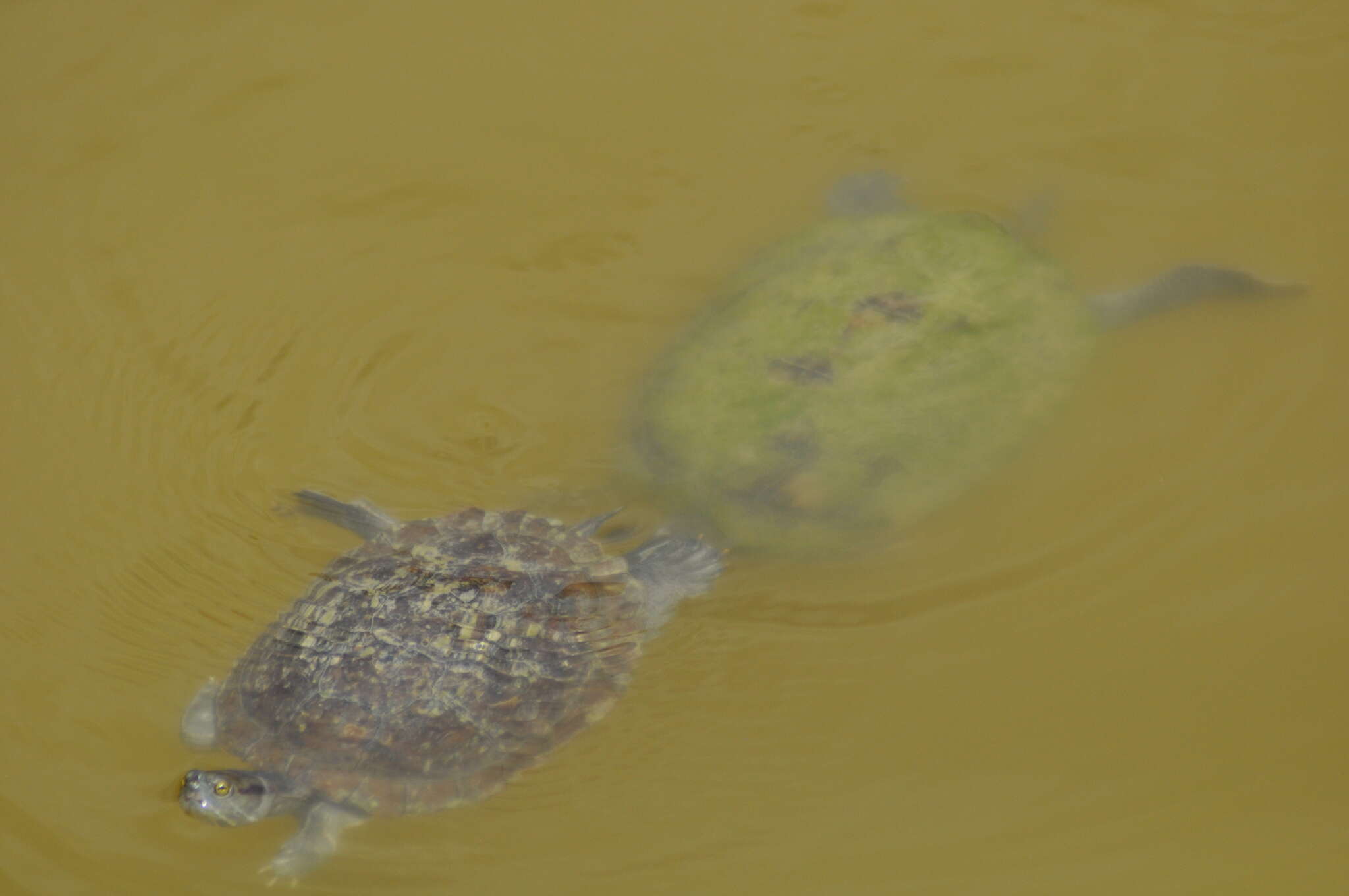 Image of Puerto Rican Slider