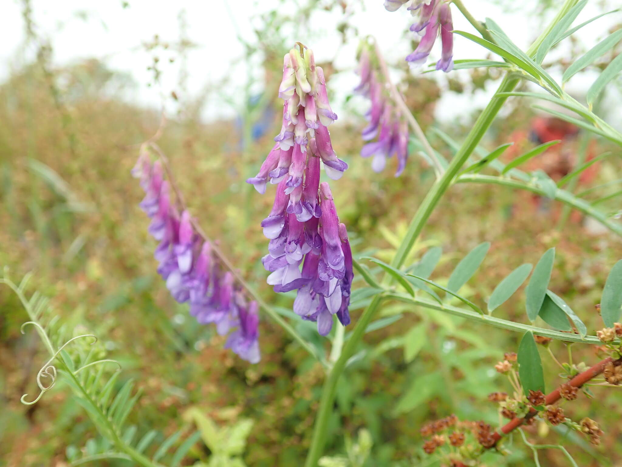 Imagem de Vicia villosa subsp. varia (Host) Corb.