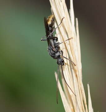 Image of Myrmecia piliventris Smith 1858