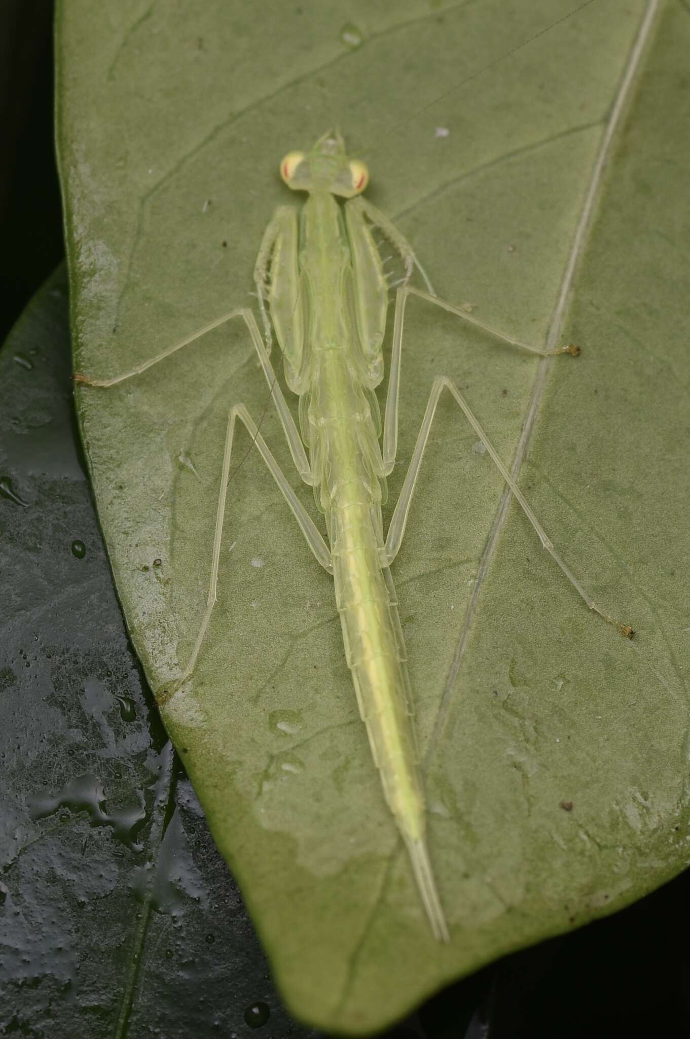 Imagem de Sinomantis denticulata Beier 1933