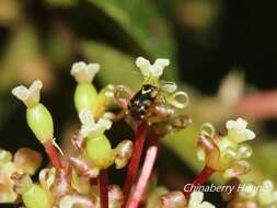 Sabactiopus sauteri (Poppius 1912)的圖片