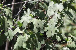 Imagem de Ficus carica L.