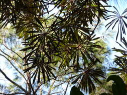 Image of northern banksia