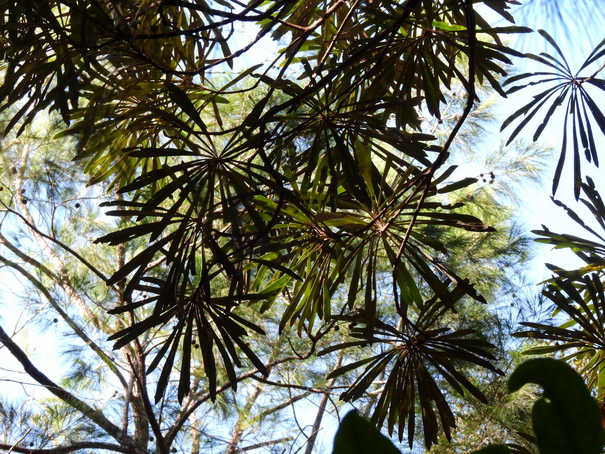 Image of northern banksia